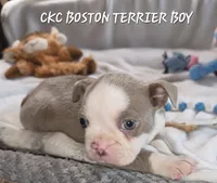 Whiskey , a male Boston Terrier for sale in Camden, MI – 5 of 8