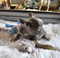 Carlos, a male French Bulldog for sale in Camden, MI – 4 of 7