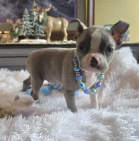 Lyle, a male Boston Terrier for sale in Camden, MI – 3 of 5