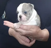 Lavender, a male Boston Terrier for sale in Camden, MI – Photo 2 of 4