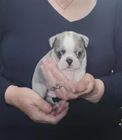 Lavender, a male Boston Terrier for sale in Camden, MI – Photo 3 of 4