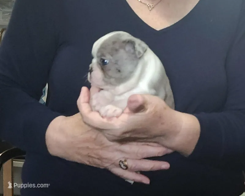 Lavender, a male Boston Terrier for sale in Camden, MI – Photo 1 of 4