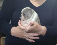 Lavender, a male Boston Terrier for sale in Camden, MI – Photo 1 of 4