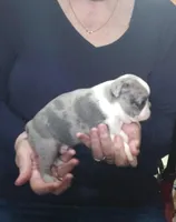 Lavender, a male Boston Terrier for sale in Camden, MI – Photo 4 of 4