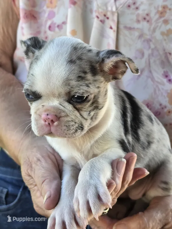 Maria – Boston Terrier puppy for sale in Camden, MI