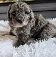 Maria, a female Poodle - Miniature  for sale in Camden, MI – 4 of 6