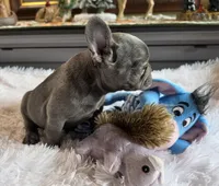 Carlos, a male French Bulldog for sale in Camden, MI – 5 of 7