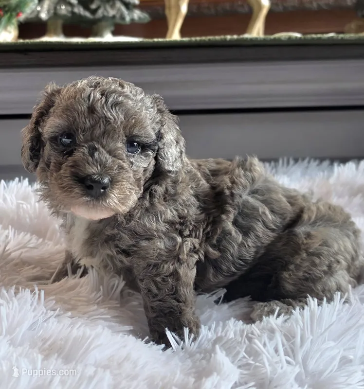 Maria – Poodle - Miniature  puppy for sale in Camden, MI