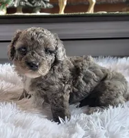 Maria, a female Poodle - Miniature  for sale in Camden, MI – 1 of 6