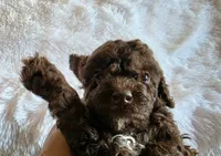 Mavis, a female Poodle - Miniature  for sale in Camden, MI – 3 of 7