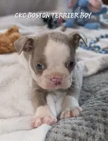 Whiskey , a male Boston Terrier for sale in Camden, MI – 2 of 8