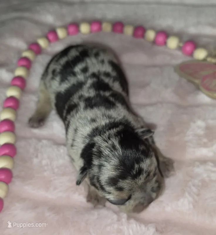 Misty – French Bulldog puppy for sale in Camden, MI