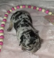 Misty, a female French Bulldog for sale in Camden, MI – 1 of 5