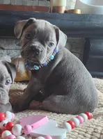 Dexter , a male Frenchton for sale in Camden, MI – Photo 2 of 3