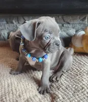 Dexter , a male Frenchton for sale in Camden, MI – Photo 3 of 3