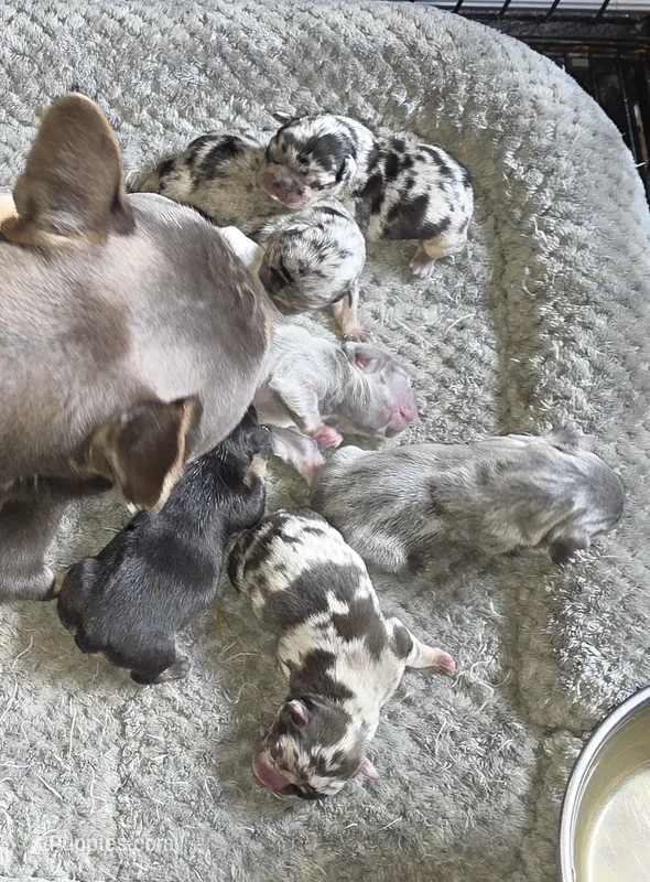 HARLEQUIN  – French Bulldog puppy for sale in Camden, MI