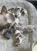 HARLEQUIN , a male French Bulldog for sale in Camden, MI – 1 of 9