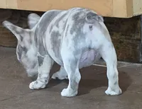 Olivia , a female French Bulldog for sale in Camden, MI – 9 of 9