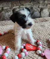 Olivia, a female Miniature Schnauzer for sale in Camden, MI – Photo 1 of 2