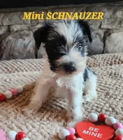 Olivia, a female Miniature Schnauzer for sale in Camden, MI – Photo 2 of 2