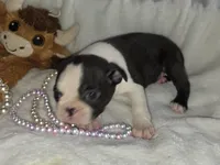 Mable, a female Boston Terrier for sale in Camden, MI – 4 of 8