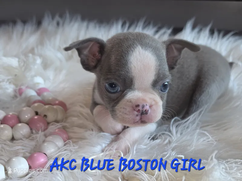 Bella blue – Boston Terrier puppy for sale in Camden, MI