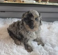 Blue Sugar , a female Poodle - Miniature  for sale in Camden, MI – 5 of 8