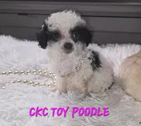 Tiny Tina, a female Poodle - Toy  for sale in Camden, MI – 6 of 10