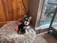 Peggy, a female Miniature Schnauzer for sale in Camden, MI – 6 of 7