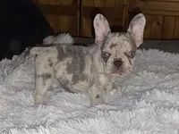 Olivia , a female French Bulldog for sale in Camden, MI – 8 of 9