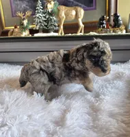 Blue Sugar , a female Poodle - Miniature  for sale in Camden, MI – 6 of 8