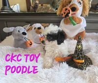 Tiny Tina, a female Poodle - Toy  for sale in Camden, MI – 8 of 10