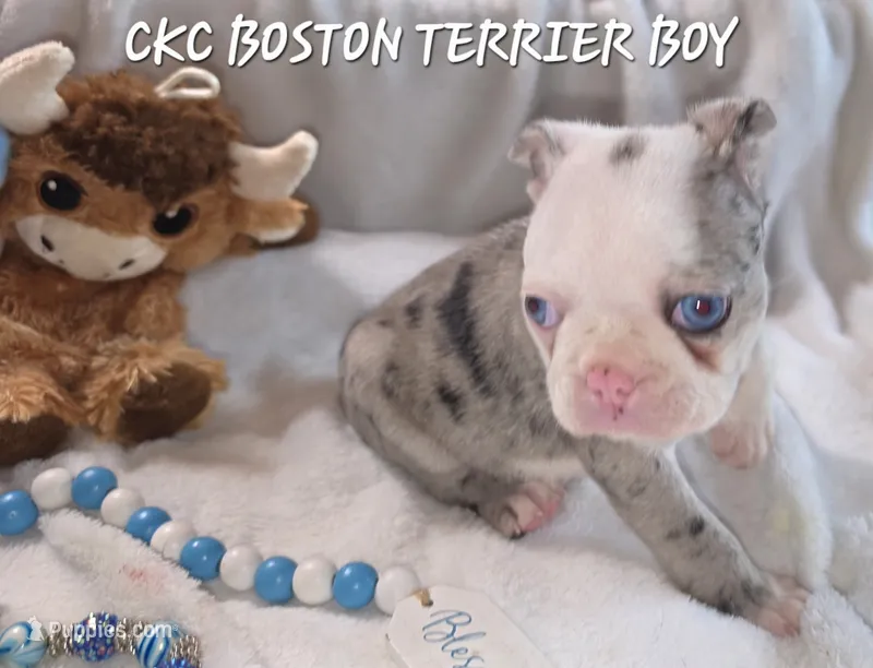 Earl – Boston Terrier puppy for sale in Camden, MI