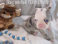 Earl, a male Boston Terrier for sale in Camden, MI – 1 of 8
