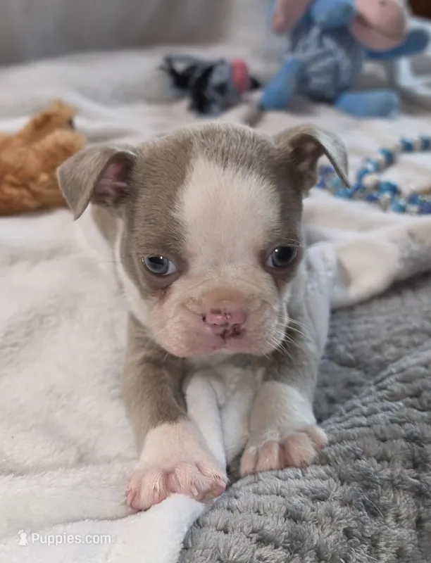 Whiskey  – Boston Terrier puppy for sale in Camden, MI
