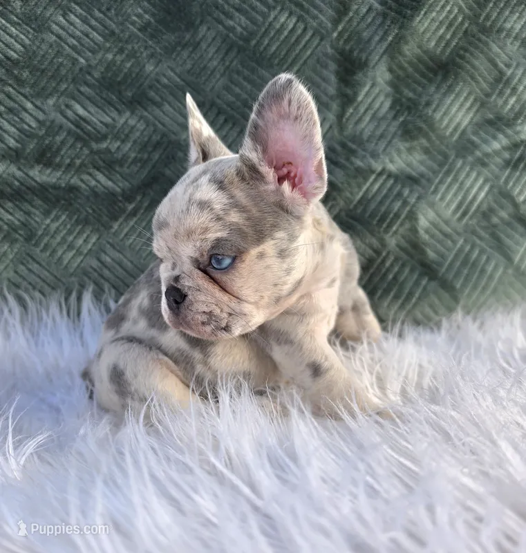 Olivia  – French Bulldog puppy for sale in Camden, MI