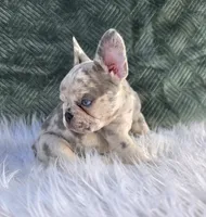 Olivia , a female French Bulldog for sale in Camden, MI – 1 of 9