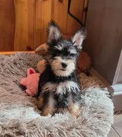 Peggy, a female Miniature Schnauzer for sale in Camden, MI – 3 of 7