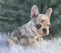 Olivia , a female French Bulldog for sale in Camden, MI – 1 of 6