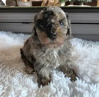 Blue Sugar , a female Poodle - Miniature  for sale in Camden, MI – 4 of 8