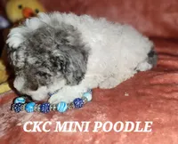 EARL, a male Poodle - Miniature  for sale in Camden, MI – Photo 4 of 6