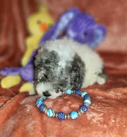 EARL, a male Poodle - Miniature  for sale in Camden, MI – Photo 6 of 6