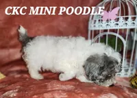 EARL, a male Poodle - Miniature  for sale in Camden, MI – Photo 2 of 6