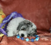 EARL, a male Poodle - Miniature  for sale in Camden, MI – Photo 5 of 6