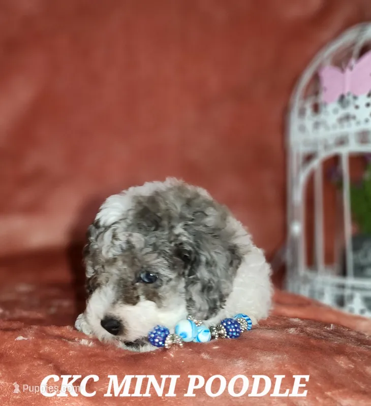 EARL – Poodle - Miniature  puppy for sale in Camden, MI