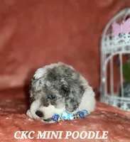 EARL, a male Poodle - Miniature  for sale in Camden, MI – Photo 1 of 6