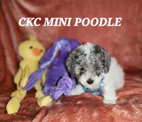 EARL, a male Poodle - Miniature  for sale in Camden, MI – Photo 3 of 6