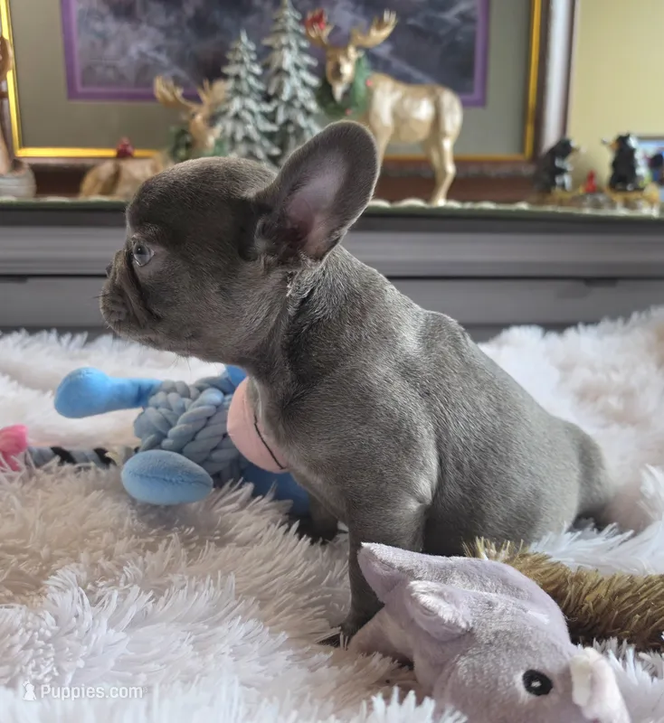 Carlos – French Bulldog puppy for sale in Camden, MI