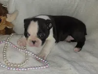 Mable, a female Boston Terrier for sale in Camden, MI – 5 of 8