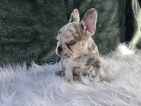 Olivia , a female French Bulldog for sale in Camden, MI – 3 of 6
